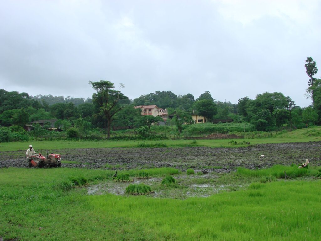 Cultivation of paddy (rice)