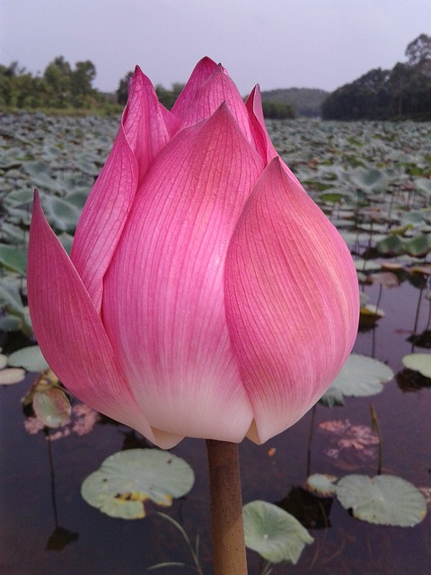 Lotus flower