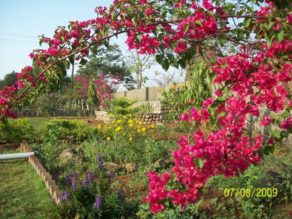 bougainVillea flowers