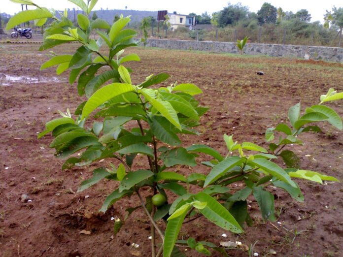 Guava Plant